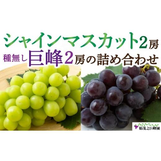 ふるさと納税 ぶどう マスカット 福岡県 うきは市 先行予約 原茂之巨峰園 シャインマスカット 2房 と 種無し 巨峰 2房 の 詰め合わせ 2026年8月上旬〜8月下旬…