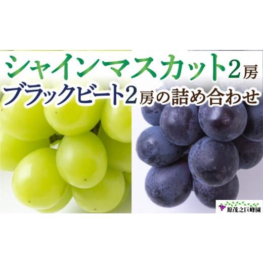 ふるさと納税 ぶどう マスカット 福岡県 うきは市 先行予約 原茂之巨峰園 シャインマスカット 2房 と ブラックビート 2房 の 詰め合わせ 2026年8月上旬〜8月…