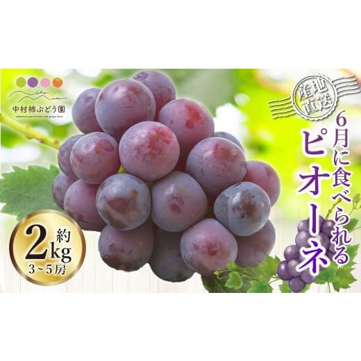 ふるさと納税 ぶどう 福岡県 うきは市 先行予約 中村柿ぶどう園 6月に食べられるぶどうピオーネ 3房から5房 (約2kg) 2026年6月上旬〜6月下旬より順次発送予…