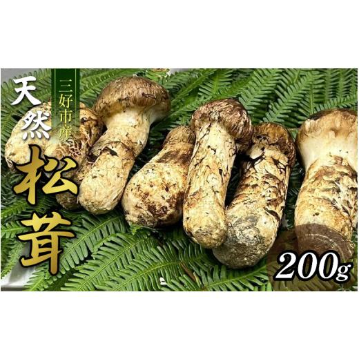 ふるさと納税 野菜類 きのこ 徳島県 三好市 松茸 200g 2〜5本 天然 希少 まつたけ マツタケ 国産 きのこ キノコ 産地直送 数量限定 秋 旬 高級 焼肉 焼き肉 野…