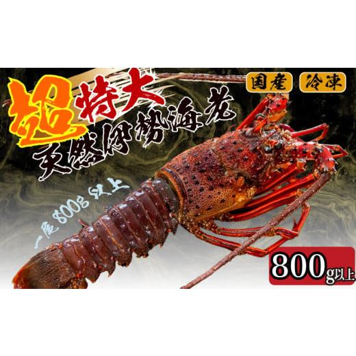 ふるさと納税 エビ 伊勢エビ 高知県 須崎市 2025年4月より順次配送 超特大 伊勢海老 800g以上 1尾 冷凍 ( 超特大サイズ 急速冷凍 えび エビ 高級 鮮魚 海鮮 …