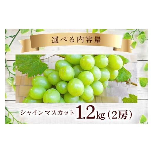 ふるさと納税 ぶどう マスカット 茨城県 石岡市  2026年 先行予約 シャインマスカット 1.2kg 開田ぶどう園 2房 ぶどう ブドウ 国産 果物 くだもの 葡萄 フルー…_6