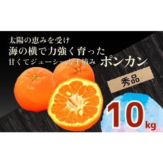 ふるさと納税 みかん・柑橘類 高知県 須崎市 秀品 ポンカン 10kg 早期受付 2026年1月中旬より順次発送 安和ポンカン 贈答 用 ギフト 柑橘 椪柑 みかん フルー…