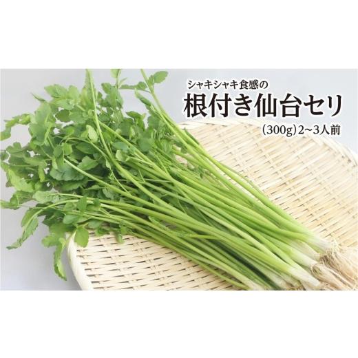 ふるさと納税 野菜類 宮城県 名取市 期間限定 シャキシャキ食感の根付き仙台セリ(300g)2〜3人前 せり 仙台名物 セリ 野菜 鍋にどうぞ 300g 2〜3人前 9,500…