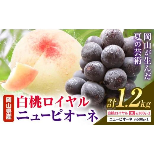 ふるさと納税 もも 岡山県 浅口市 2026年先行予約 岡山県産 白桃ロイヤル ニューピオーネ 詰合せ 選べる 計1.2kg 株式会社はちや[2026年7月上旬‐8月下旬頃…