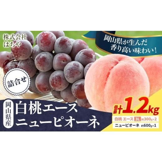 ふるさと納税 もも 岡山県 浅口市 2026年先行予約 岡山県産 岡山白桃 エース ニューピオーネ 計 1.2kg 詰合せ 株式会社 はちや[2026年7月上旬‐8月下旬頃出…