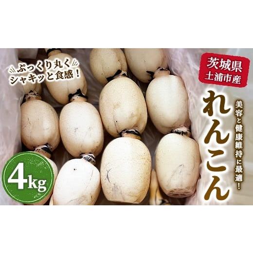 ふるさと納税 人参・大根・他根菜 茨城県 土浦市 茨城県土浦市産れんこん4kg | 美容と健康 色白れんこん 採れたて 産地直送 蓮根 北海道・沖縄・離島への配送…