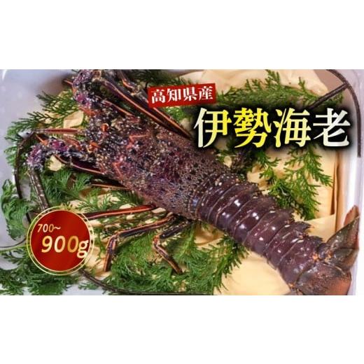 ふるさと納税 エビ 伊勢エビ 高知県 須崎市 伊勢海老 700g〜900g 高知県産 厳選 産地直送 冷凍 高級 イセエビ 海鮮 魚介 刺身 焼き物 汁物 ギフト 贈答 贈り物…