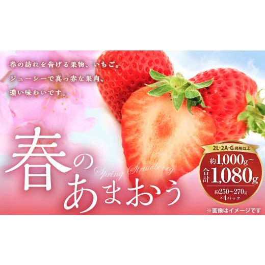 ふるさと納税 いちご 福岡県 遠賀町 春のあまおう 2L・2A・G規格以上 約250〜270g×4パック あまおう いちご イチゴ 苺 果物 くだもの フルーツ 2026年3月上旬…