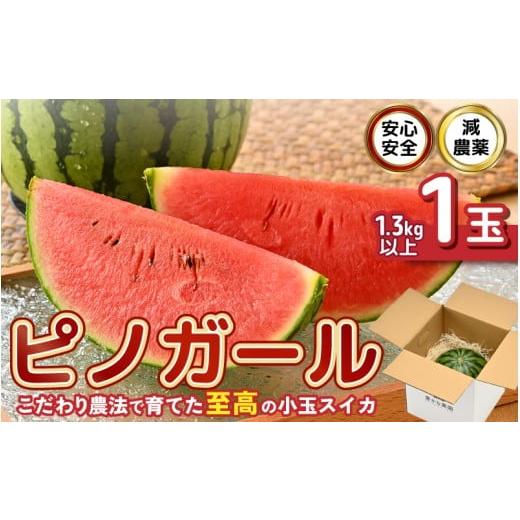 ふるさと納税 スイカ 福井県 坂井市 先行予約 安心安全 減農薬 こだわり農法で育てた至高のピノガール (小玉スイカ) 1玉 (1.3kg以上) 2026年7月中旬以降順次…