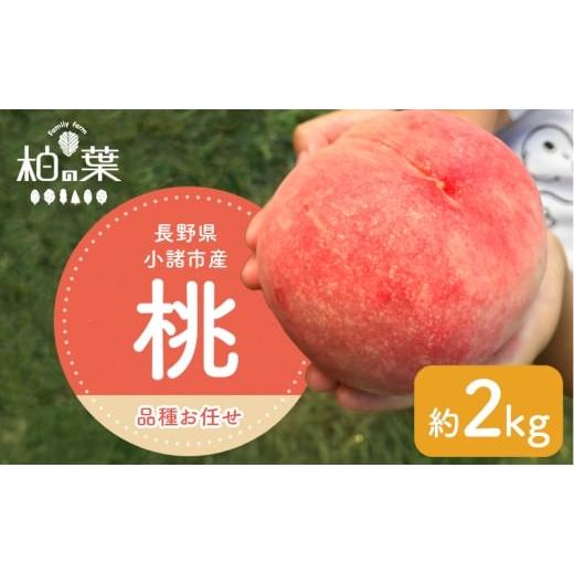 ふるさと納税 もも 長野県 小諸市 2026年発送先行予約 長野県小諸市産桃 約2kg(6〜9玉) ギフト用 Family farm 柏の葉  