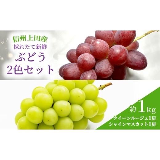 ふるさと納税 果物類 ぶどう 長野県 上田市 ぶどう クイーンルージュ(R)×シャインマスカット 信州上田産 金剛寺ぶどう 約1kg 2房 2色セット 詰め合わせ 葡萄 …