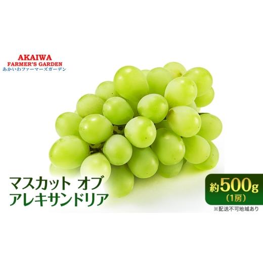 ふるさと納税 ぶどう マスカット 岡山県 赤磐市 ぶどう 2026年 先行予約 マスカット オブ アレキサンドリア 約500g 1房 葡萄 フルーツ 果物 岡山 赤磐市産 ブ…