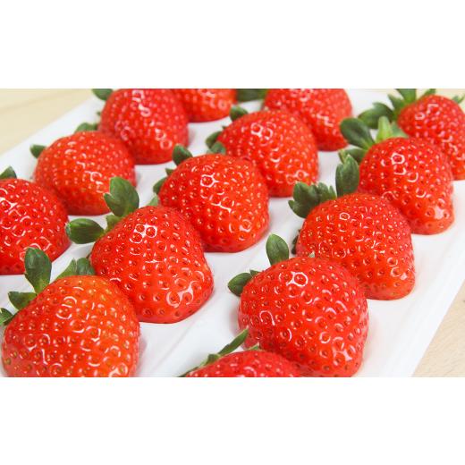 ふるさと納税 いちご 熊本県 熊本市 吉次いちご 24〜33粒 700g以上 2026年1月上旬〜3月下旬迄順次発送予定 果物 フルーツ イチゴ 苺