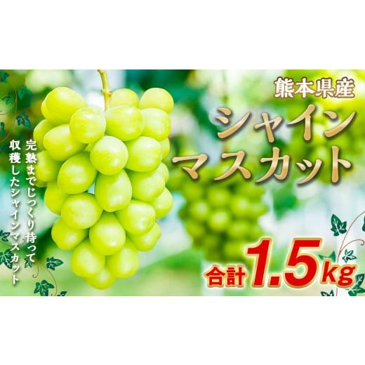 ふるさと納税 ぶどう マスカット 熊本県 熊本市 シャインマスカット 約1.5kg(2〜3房) 2026年7月下旬〜10月下旬迄順次発送予定 果物 フルーツ マスカット ブ…