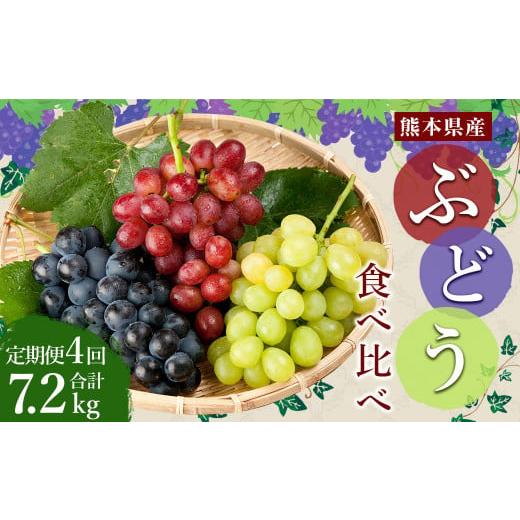 ふるさと納税 ぶどう 巨峰 熊本県 熊本市 4回定期便 ぶどう食べ比べ 約1.8kg (3〜5房)×4回 合計約7.2kg 2026年7月下旬〜10月下旬迄順次発送予定 ブドウ 果…