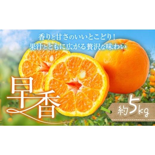 ふるさと納税 果物類 みかん 熊本県 苓北町 みかん 早香 5kg ?橋商店[11月下旬-1月中旬頃出荷]熊本県 苓北町 柑橘 かんきつ 果物 フルーツ ポンカン 温州み…