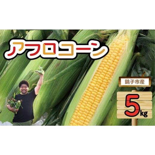 ふるさと納税 とうもろこし 千葉県 銚子市 先行予約 とうもろこし アフロコーン 約5kg (2026年6月上旬〜7月上旬配送) 野菜 銚子産 千葉県産 コーン 旬の野…