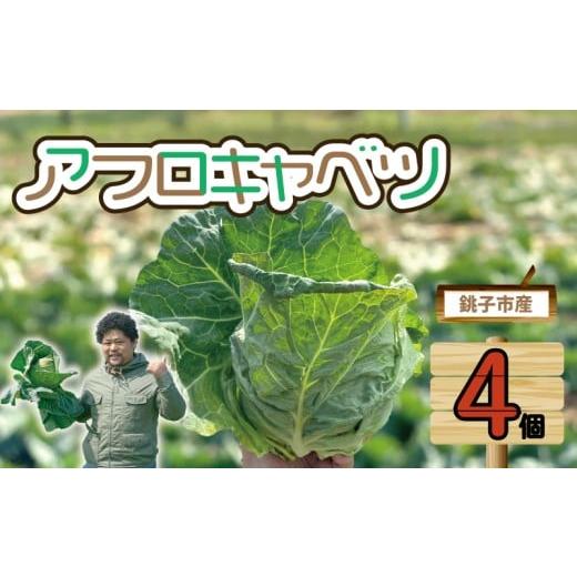 ふるさと納税 野菜類 千葉県 銚子市 先行予約 キャベツ アフロキャベツ 4玉 (2026年1月〜6月配送) 野菜 銚子産 千葉県産 春キャベツ 生産量 1位 旬の野菜 …