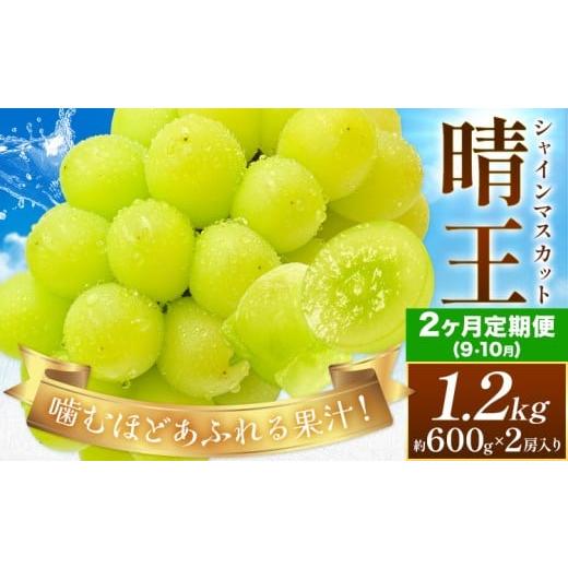 ふるさと納税 ぶどう マスカット 岡山県 浅口市 2026年発送先行予約 2ヶ月定期便 ぶどう シャインマスカット 晴王 約1.2kg(約600g×2房入り)×2ヶ月定期便 満…