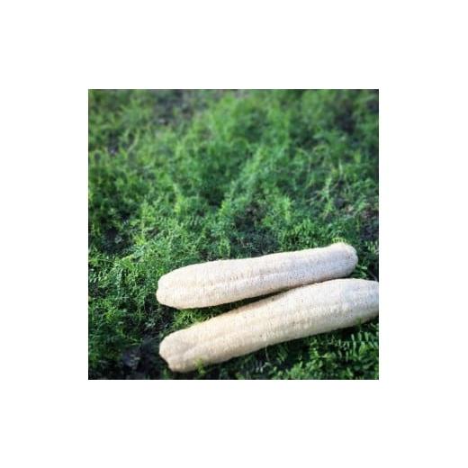 ふるさと納税 雑貨・日用品 高知県 南国市 ヘチマたわし Sサイズ | 日用品 ヘチマ へちま たわし スポンジ 有機JAS認定 高知県 南国市