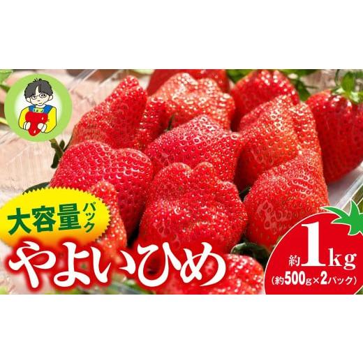 ふるさと納税 いちご 群馬県 前橋市 2026年 先行予約 やよいひめ 500g × 2パック 1kg | コク 甘み 朝採れ やよいひめ 大粒 甘み 酸味 バランス 贈答用 新鮮 …