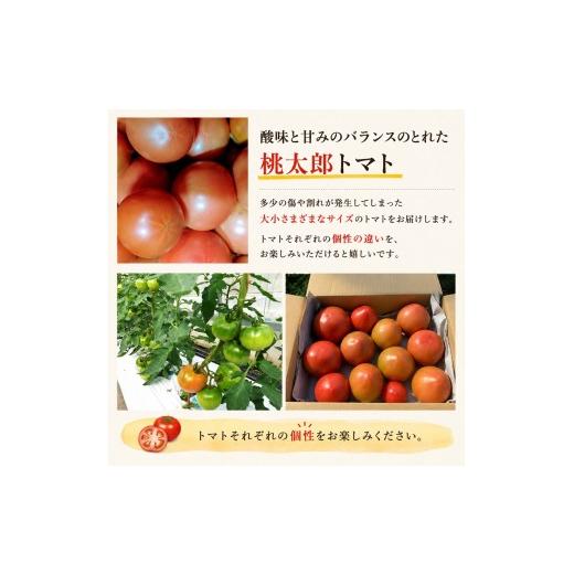 ふるさと納税 野菜類 トマト 長野県 飯田市 訳あり トマト 七久里農園 2026年6月〜11月中旬発送 | トマト 訳あり 野菜 やさい 新鮮 健康 美容 長野県 飯田市_2