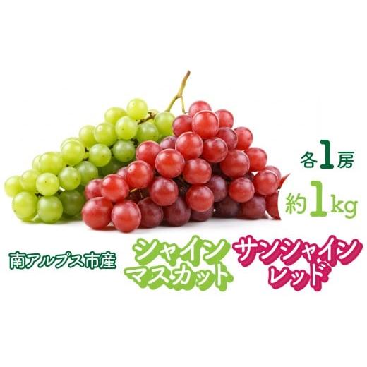 ふるさと納税 ぶどう マスカット 山梨県 南アルプス市 2026年発送先行予約 シャインマスカットとサンシャインレッド各1房 約1kg AL