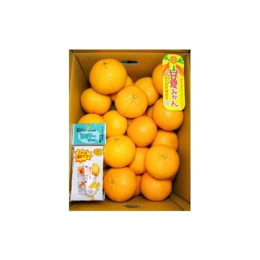 ふるさと納税 みかん・柑橘類 熊本県 芦北町 B361-15 甘夏 優2L 約10kg