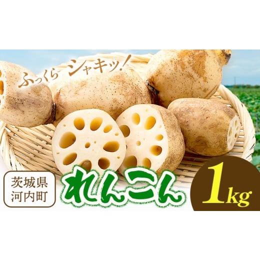 ふるさと納税 人参・大根・他根菜 茨城県 河内町 蓮根 1kg まちづくり河内株式会社かわち夢楽[30日以内に出荷予定(土日祝除く)] 茨城県 河内町 蓮根 れんこ…
