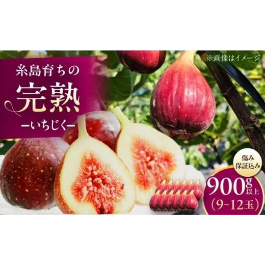 ふるさと納税 いちじく 福岡県 糸島市 先行予約 福岡県 糸島市産 完熟 イチジク 9玉-12玉 2026年8月上旬以降順次発送 糸島市 / 谷川農園 いちじく 無花果 AV…