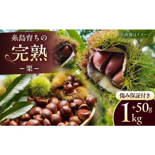 ふるさと納税 果物類 栗 福岡県 糸島市 先行予約 福岡県 糸島市産 栗 1kg 2026年9月上旬以降発送 糸島市 / 谷川農園 クリ くり 甘栗