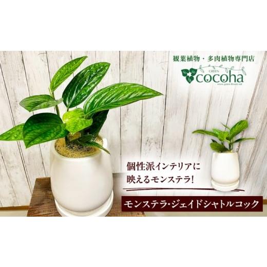 ふるさと納税 花・苗木 福岡県 糸島市 凸凹葉っぱの珍しいモンステラ 『モンステラ・ジェイドシャトルコック』 糸島市 / cocoha 観葉植物 グリーン 緑 インテ…