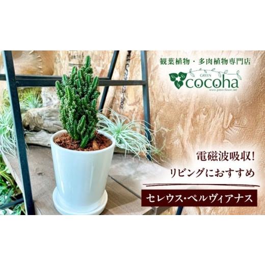 ふるさと納税 花・苗木 福岡県 糸島市 電磁波吸収サボテン 『セレウス・ペルヴィアナス(セレウスサボテン) 』 糸島市 / cocoha 観葉植物 グリーン 緑 インテ…
