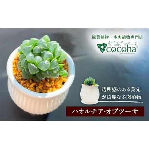 ふるさと納税 花・苗木 福岡県 糸島市 キラキラ輝く砂漠の宝石 『ハオルチア・オブツーサ』 糸島市 / cocoha?観葉植物 グリーン 緑 インテリア