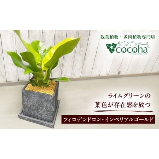 ふるさと納税 花・苗木 福岡県 糸島市 鮮やかなイエローグリーンが美しい 『フィロデンドロン・インペリアルゴールド』 グレースクエアポット付 糸島市 / coc…