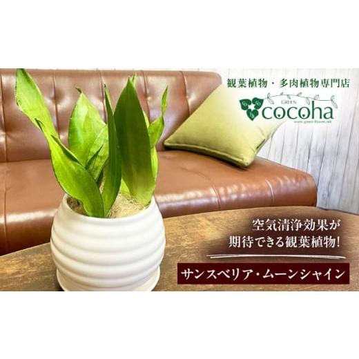 ふるさと納税 花・苗木 福岡県 糸島市 マイナスイオン発生植物 シルバーリーフ 『サンスベリア・ムーンシャイン』 ボーダーボールポット付 糸島市 / cocoha …