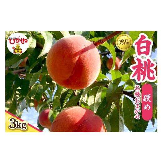 ふるさと納税 もも 山形県 東根市 2026年産 白桃 品種おまかせ(硬め) 秀品 3kg hi097-004 3kg (7〜13玉)