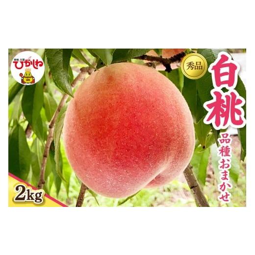 ふるさと納税 もも 山形県 東根市 2026年産 白桃 (品種お任せ) 秀品 2kg hi097-001 2kg (4〜9玉)