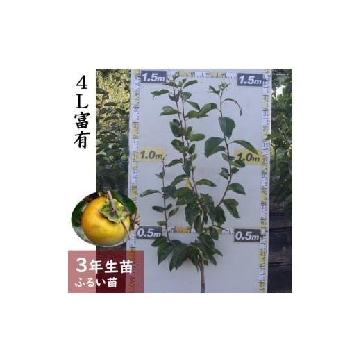 ふるさと納税 雑貨・日用品 苗木 京都府 亀岡市 すだ農園 3年生苗 カキ(甘柿)4L富有 ふるい苗 2023年 苗木 接ぎ木 実がなる 庭木 大苗 果樹 北海道・沖縄・…