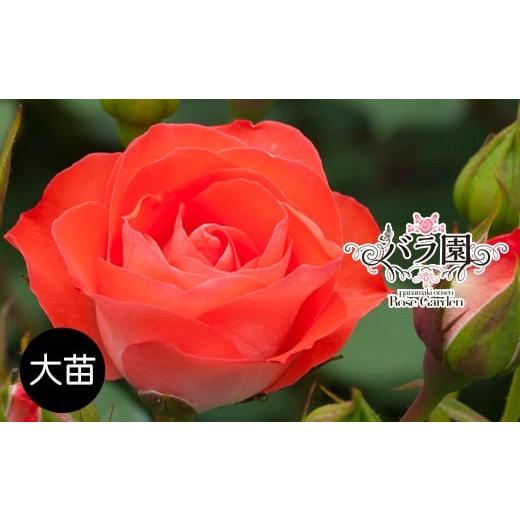 ふるさと納税 雑貨・日用品 花 岩手県 花巻市 花巻温泉バラ園 オリジナル品種「花巻おとめ80」 2281