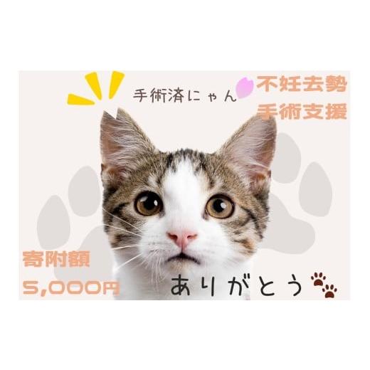 ふるさと納税 自治体にお任せ 山口県 山口市 K011 飼い主のいない猫の不妊去勢手術支援〜不幸な命を増やさないために〜
