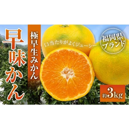 ふるさと納税 果物類 みかん 福岡県 太宰府市 福岡県ブランドみかん「早味かん」3kg みかん ミカン 蜜柑 果物 くだもの フルーツ 福岡県産 2026年9月下旬-10月…