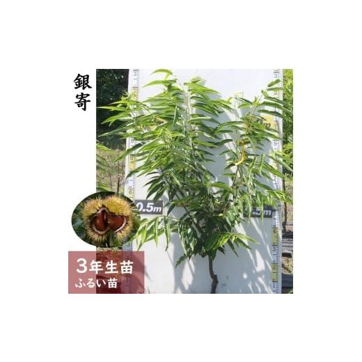 ふるさと納税 雑貨・日用品 苗木 京都府 亀岡市 すだ農園 3年生苗 クリ(栗 中生種) 銀寄(ぎんよせ) ふるい苗 2023年 苗木 接ぎ木 実がなる 庭木 大苗 果樹 北…