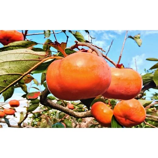 ふるさと納税 果物類 柿 静岡県 森町 遠州森の治郎柿 化粧箱入り・小(6個) 果物 フルーツ 秋の味覚 デザート おやつ 間食 食後 完熟柿 贈答用 ギフト 手土…