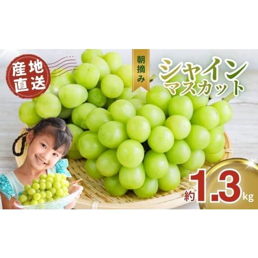 ふるさと納税 ぶどう マスカット 栃木県 真岡市 先行予約 朝摘み直送 シャインマスカット ぶどう 約1.3kg | ぶどう ブドウ 葡萄 シャイン マスカット 種なし …