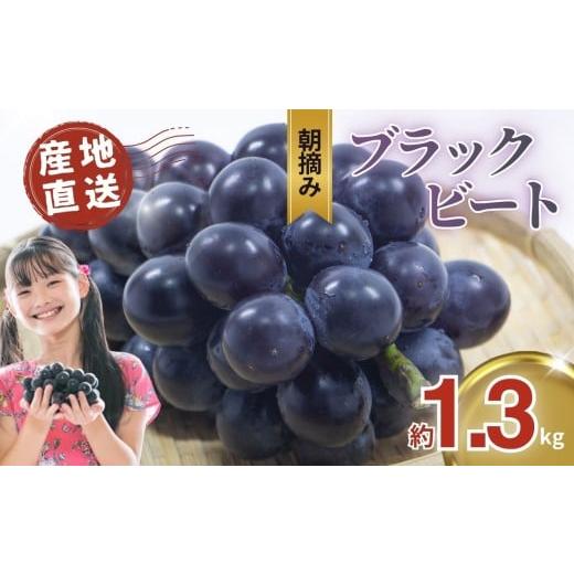 ふるさと納税 果物類 ぶどう 栃木県 真岡市 先行予約 ぶどう ブラックビート 約1.3kg 黒ぶどう | 朝摘み直送 ブドウ 葡萄 フルーツ 甘い 人気 おいしい お取…