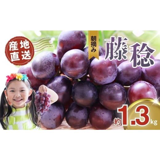 ふるさと納税 果物類 ぶどう 栃木県 真岡市 先行予約 ぶどう 藤稔 約 1.3kg|朝摘み直送 栃木県産 ぶどう ブドウ フルーツ お取り寄せ デザート スイーツ 甘…