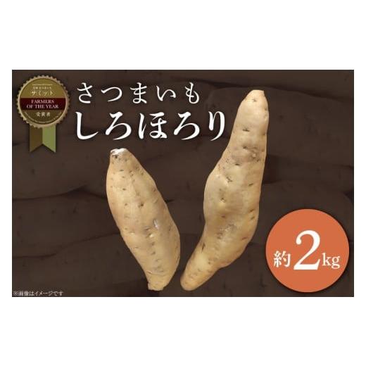 ふるさと納税 野菜類 サツマイモ 茨城県 行方市 2025年11月より順次発送 2025年度産 さつまいも しろほろり 約2kg|さつまいも 芋 お芋 しろほろり 渋谷農園 …