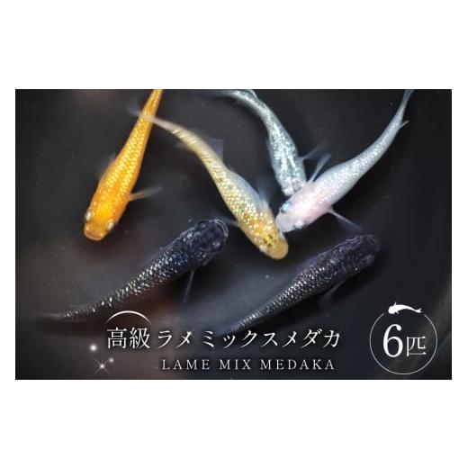 ふるさと納税 生き物 山梨県 中央市 ラメミックスメダカ 6匹 (1.5〜3cm前後) メダカ めだか ラメ 魚 観賞魚 ペット ひので屋 山梨県 中央市